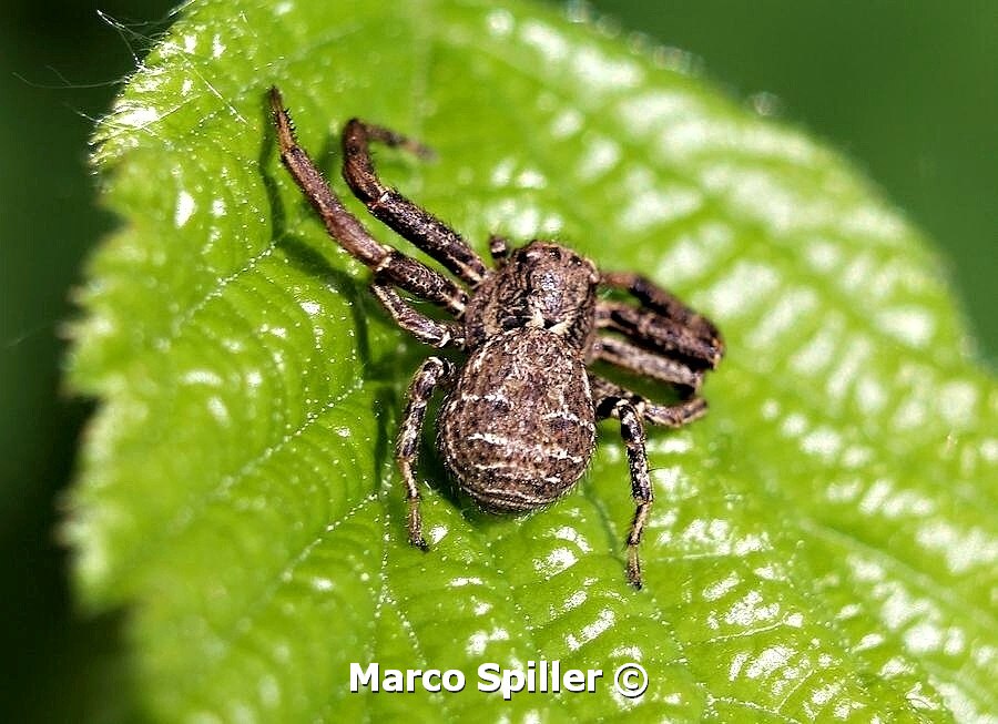 Xysticus sp. - Milano (MI)